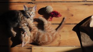 Two cats playing on a wooden floor.